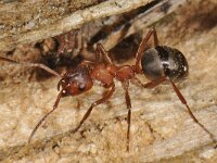 Formica sanguinea 8, Bloedrode roofmier, Saxifraga-Ab H Baas