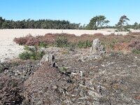 Formica truncorum 11, Stronkmier, Saxifraga-Mark Zekhuis