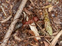 Formica truncorum 12, Stronkmier, Saxifraga-Luc Hoogenstein