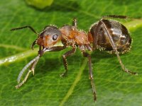 Formica truncorum 9, Stronkmier, Saxifraga-Ab H Baas