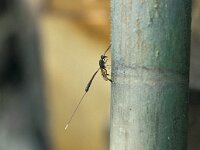 Gasteruption jaculator 2, Saxifraga-Pieter van Breugel
