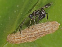 Gelis cf longicauda 2, Saxifraga-Ab H Baas