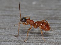 Gelis spec 01 #12318 : Gelis spec, female