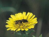 Halictus scabiosae 2, Breedbandgroefbij, female, Saxifraga-Frits Bink