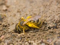 breedbandgroefbij  breedbandgroefbij graaft gaatje in de bodem : Halictus scabiosae