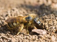 breedbandgroefbij  breedbandgroefbij graaft gaatje in de bodem : Halictus scabiosae