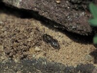 Halictus tumulorum 3, Parkbronsgroefbij, Saxifraga-Frits Bink