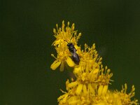 Hylaeus sp 3, Saxifraga-Jan van der Straaten