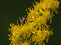 Hylaeus sp 5, Saxifraga-Jan van der Straaten