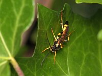 Ichneumon xanthorius 4, Saxifraga-Tom Heijnen