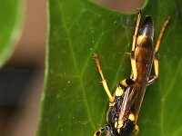 Ichneumon xanthorius 5, Saxifraga-Tom Heijnen