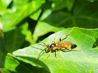 Ichneumon xanthorius 6, Saxifraga-Ben Delbaere