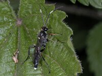 Ichneumonidae 02 #02348 : Ichneumonidae