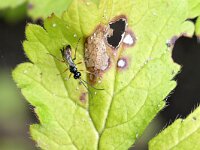 Ichneumonidae sp 23, Saxifraga-Tom Heijnen