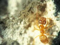 Lasius flavus 2, Gele weidemier, Saxifraga-Frits Bink