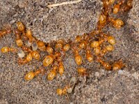 Lasius flavus 3, Gele weidemier-Luc Hoogenstein : Lunetten