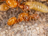 Lasius flavus 5, Gele weidemier-Luc Hoogenstein : Lunetten