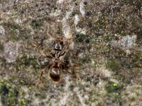 Lasius niger 15, Zwartbruine wegmier, Saxifraga-Luc Hoogenstein : Lunetten