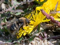 Melecta albifrons 3, Bruine rouwbij, Saxifraga-Gerard de Jong : Bij, Bruine rouwbij, Common Mourning Bee, Insect, Macro, Melecta albifrons, Overig, Saxifraga Beeldbank