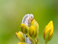 Monostegia abdominalis 2, Saxifraga-Gerard de Jong : Insect, Macro, Monostegia abdominalis, Overig, Saxifraga Beeldbank