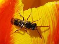 Nomada fulvicornis 3, Roodsprietwespbij, Saxifraga-Ben Delbaere  IICSA���II