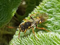 Nomada fulvicornis 4, Roodsprietwespbij, Saxifraga-Ben Delbaere  IICSA