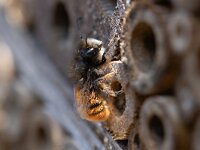 Osmia cornuta 3, Gehoornde metselbij, Saxifraga-Luc Hoogenstein