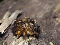 Osmia rufa 4, Rosse metselbij, Saxifraga-Pieter van Breugel