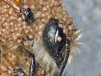 Osmia rufa #46746d : Osmia rufa, Rosse metselbij, Red Mason Bee, Bedekt met mijten