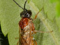 Periclista albida 1, Saxifraga-Ab H Baas