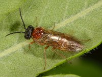 Periclista albida 2, Saxifraga-Ab H Baas