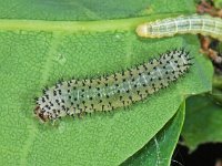 Periclista albida 5, Saxifraga-Ab H Baas