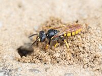 Philanthus triangulum 28, Bijenwolf, Saxifraga-Luc Hoogenstein