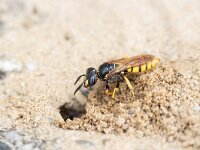 Philanthus triangulum 29, Bijenwolf, Saxifraga-Luc Hoogenstein