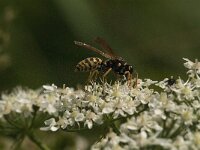 Polistes dominula 29, Franse veldwesp, Saxifraga-Jan van der Straaten