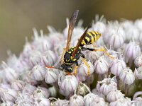 Polistes dominula 34, Franse veldwesp, Saxifraga-Tom Heijnen