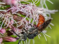 Sphecodes albilabris 13, Grote bloedbij, Saxifraga-Bart Heijne : 2024, Haute Languedoc, Hymenoptera, Nages, Sphecodes albilabris, camping La Canal, grote bloedbij, herfst, insect, september, vakantie, wilde bij