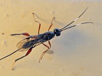 Wroughtonia spinator 2, Saxifraga-Tom Heijnen