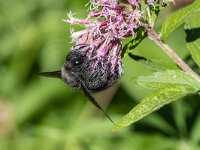 Xylocopa violacea 5, Blauwzwarte houtbij, Saxifraga-Bart Heijne : 2024, Haute Languedoc, Hymenoptera, Nages, Xylocopa violacea, blauwzwarte houtbij, camping La Canal, herfst, insect, september, vakantie, wilde bij