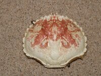 Atelecyclus undecimdentatus 2, Ovaalronde krab,