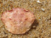 Necora puber 8, Fluwelen zwemkrab, Saxifraga-Foto Fitis-Sytske Dijksen