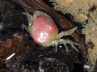 Pinnotheres pisum 2, male, Erwtenkrabbetje, Saxifraga-Foto Fitis-Sytske Dijksen