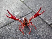 Procambarus clarkii 5, Rode Amerikaanse rivierkreeft, Saxifraga-Luc Hoogenstein