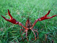 Procambarus clarkii 6, Rode Amerikaanse rivierkreeft, Saxifraga-Luc Hoogenstein