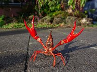 Procambarus clarkii 8, Rode Amerikaanse rivierkreeft, Saxifraga-Luc Hoogenstein