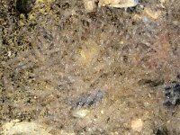 Schistomysis spiritus 4, Aasgarnaal, Saxifraga-Foto Fitis-Sytske Dijksen