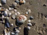 Atelecyclus undecimdentatus