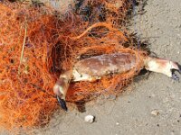 Cancer pagurus 11, Noordzeekrab, Saxifraga-Foto Fitis-Sytske Dijksen