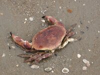 Cancer pagurus 13, Noordzeekrab, Saxifraga-Foto Fitis-Sytske Dijksen
