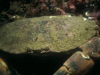 Cancer pagurus 2, Noordzeekrab, Saxifraga-Eric Gibcus